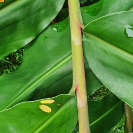 Hedychium gardnerianum — foto 4 de 4 da observação 145458613 no iNaturalist