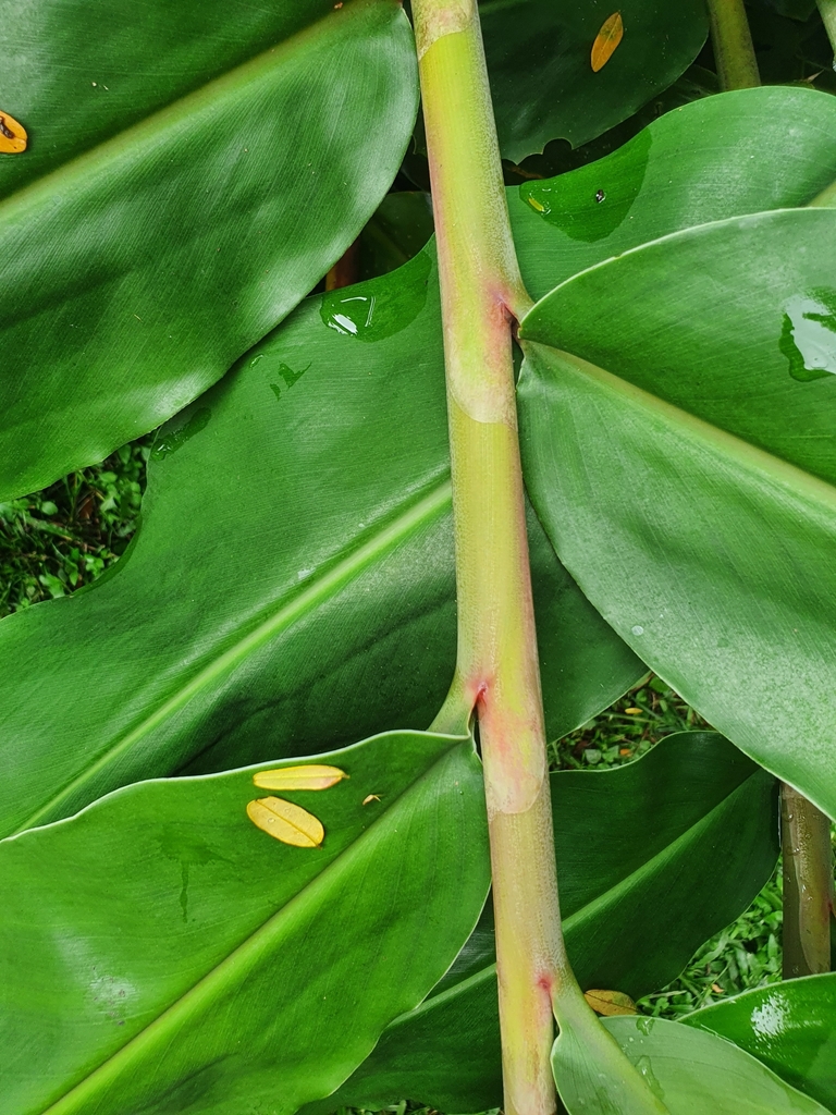 Hedychium gardnerianum — foto 4 de 4 da observação 145458613 no iNaturalist