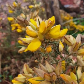 Ulex europaeus — foto 2 de 2 da observação 145471452 no iNaturalist