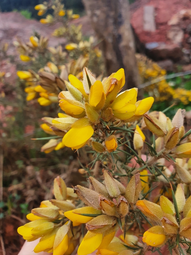 Ulex europaeus — foto 2 de 2 da observação 145471452 no iNaturalist