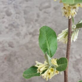 Elaeagnus umbellata — foto 2 de 2 da observação 145471855 no iNaturalist