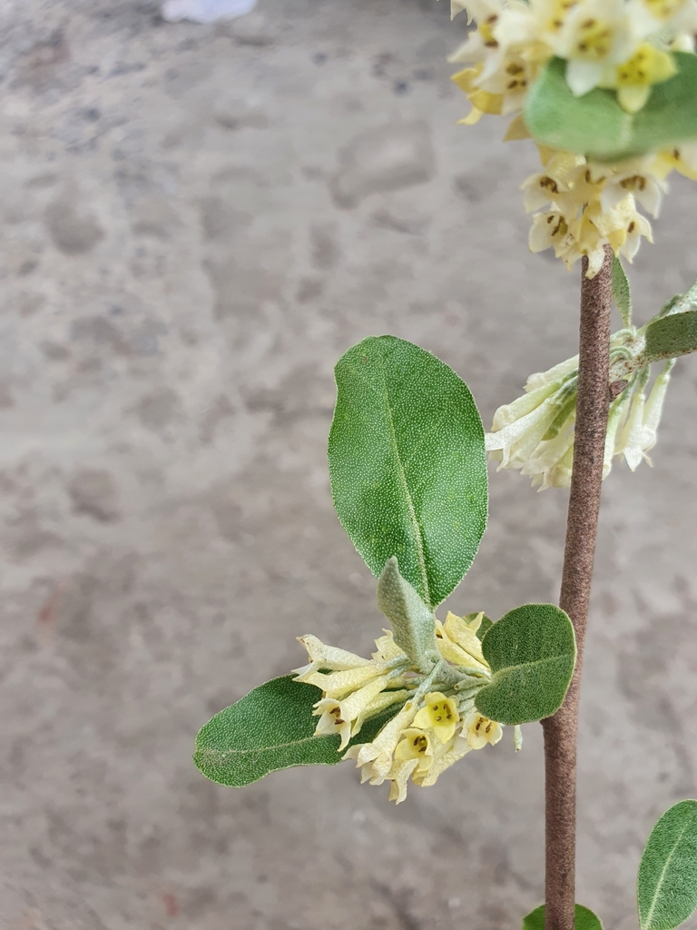 Elaeagnus umbellata — foto 2 de 2 da observação 145471855 no iNaturalist