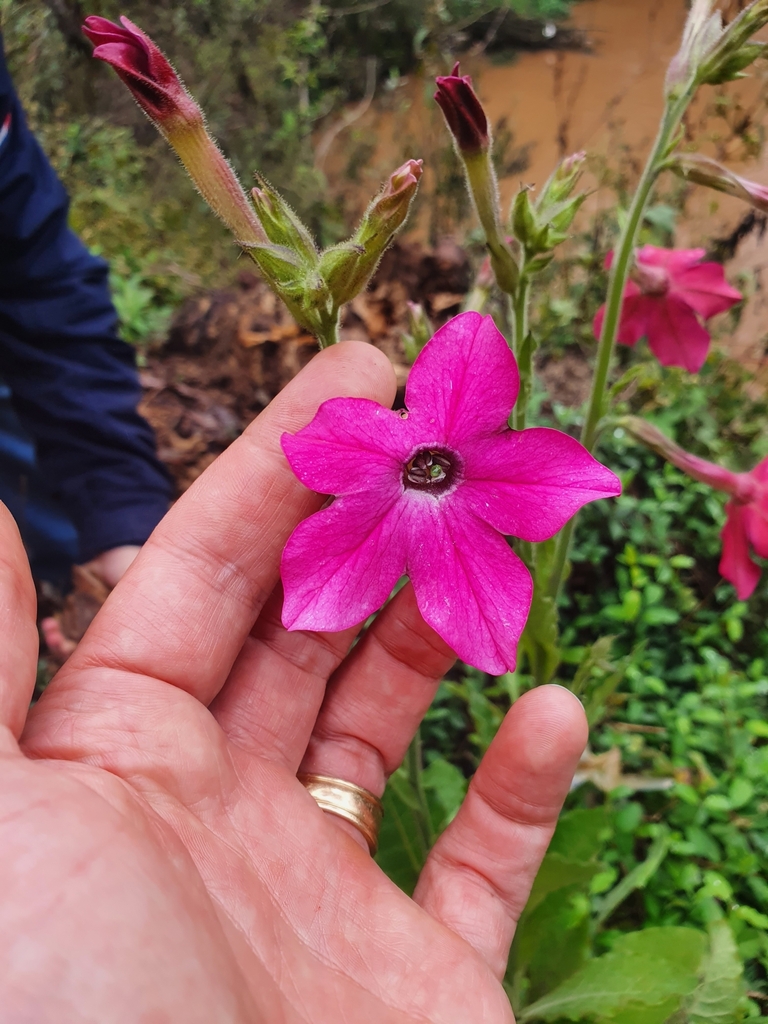 Nicotiana — foto 2 de 3 da observação 145472079 no iNaturalist