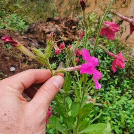 Nicotiana — foto 3 de 3 da observação 145472079 no iNaturalist