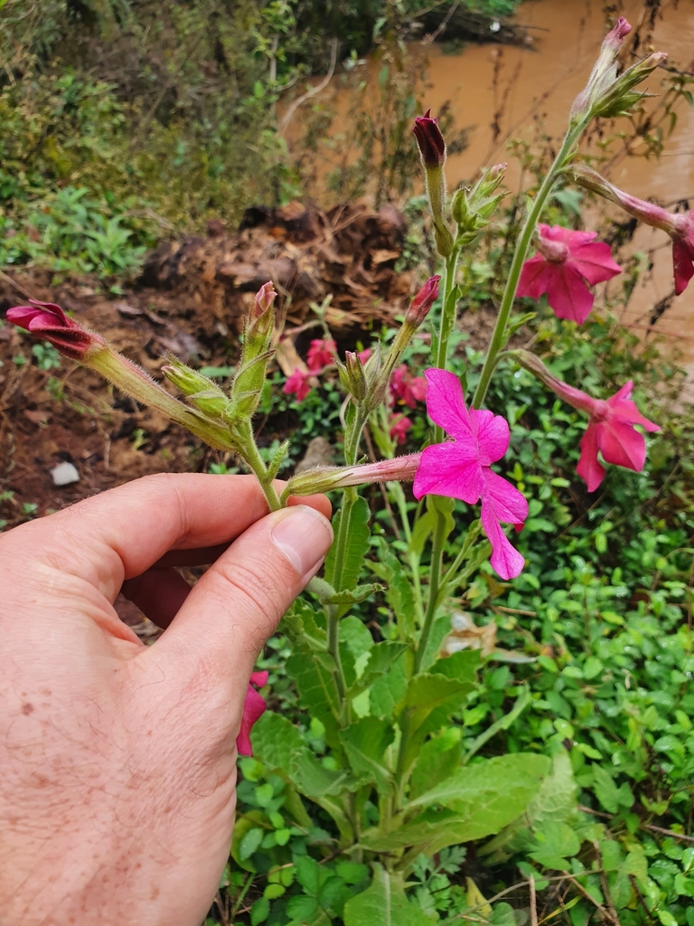 Nicotiana — foto 3 de 3 da observação 145472079 no iNaturalist
