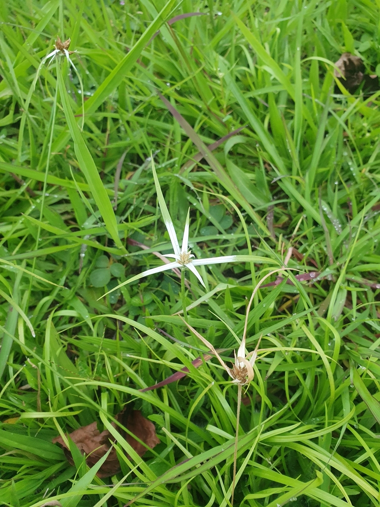 Rhynchospora nervosa — foto 2 de 3 da observação 145472305 no iNaturalist