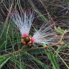 Calliandra dysantha — foto 3 de 4 da observação 145474545 no iNaturalist