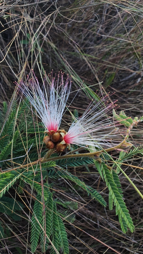 Calliandra dysantha — foto 3 de 4 da observação 145474545 no iNaturalist