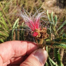 Calliandra dysantha — foto 4 de 4 da observação 145474545 no iNaturalist