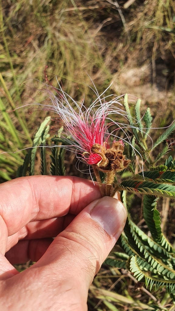 Calliandra dysantha — foto 4 de 4 da observação 145474545 no iNaturalist
