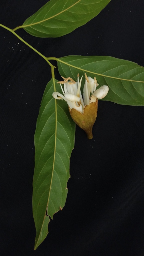 Alexa grandiflora — foto 2 de 4 da observação 146229432 no iNaturalist