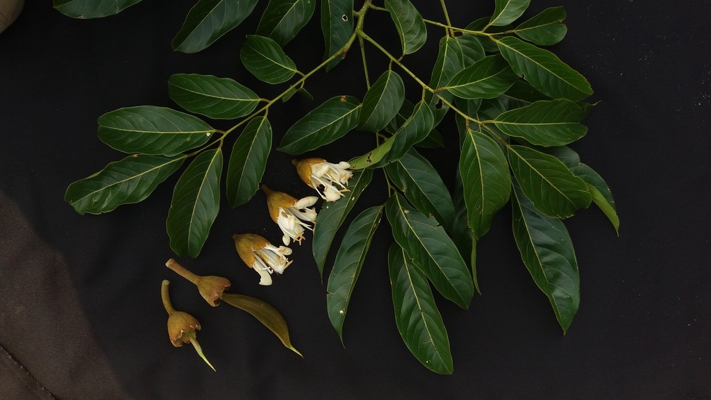 Alexa grandiflora — foto 4 de 4 da observação 146229432 no iNaturalist