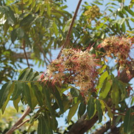 Campsiandra comosa var. laurifolia — foto 2 de 3 da observação 146229433 no iNaturalist