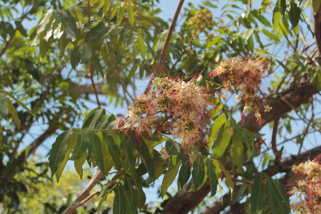 Campsiandra comosa var. laurifolia — foto 2 de 3 da observação 146229433 no iNaturalist