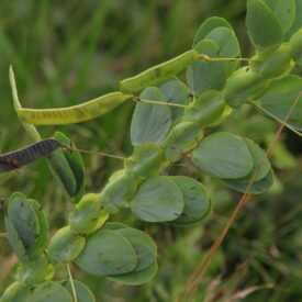 Chamaecrista latistipula — foto 2 de 3 da observação 146229437 no iNaturalist