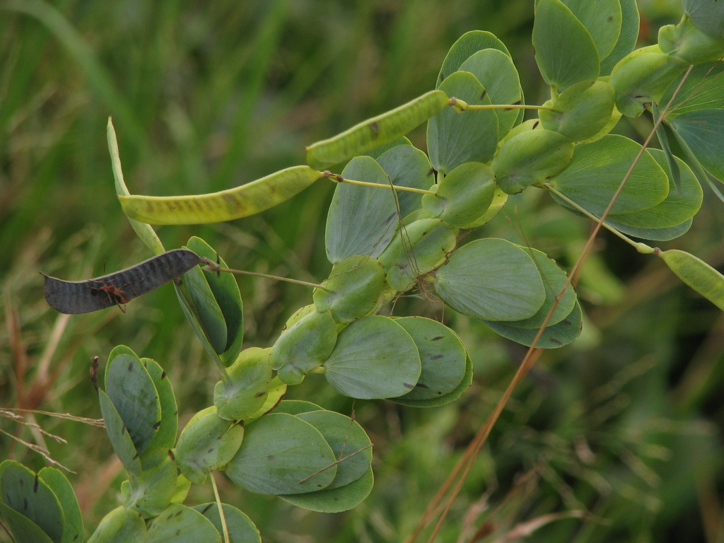 Chamaecrista latistipula — foto 2 de 3 da observação 146229437 no iNaturalist