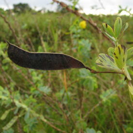 Chamaecrista latistipula — foto 3 de 3 da observação 146229437 no iNaturalist