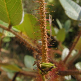 Chamaecrista — foto 2 de 2 da observação 146229440 no iNaturalist