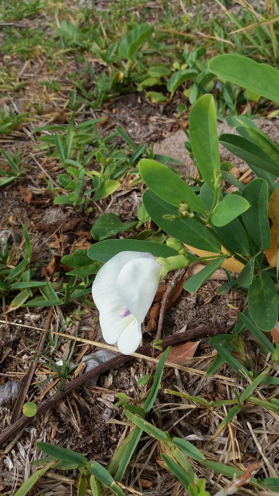 Clitoria — foto 2 de 3 da observação 146229442 no iNaturalist