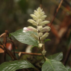 Staurogyne sylvatica — foto 2 de 2 da observação 146231563 no iNaturalist