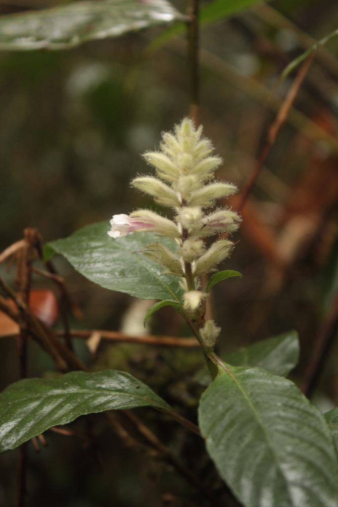 Staurogyne sylvatica — foto 2 de 2 da observação 146231563 no iNaturalist