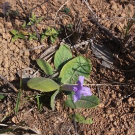 Ruellia geminiflora — foto 2 de 2 da observação 146231569 no iNaturalist