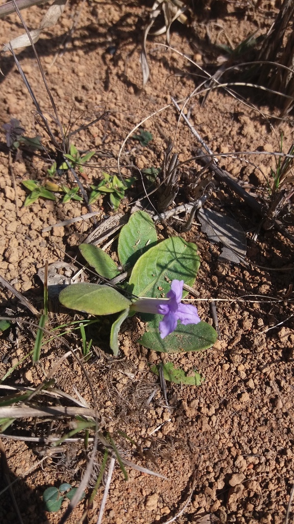 Ruellia geminiflora — foto 2 de 2 da observação 146231569 no iNaturalist