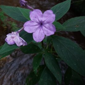Ruellia jussieuoides — foto 2 de 2 da observação 146231575 no iNaturalist