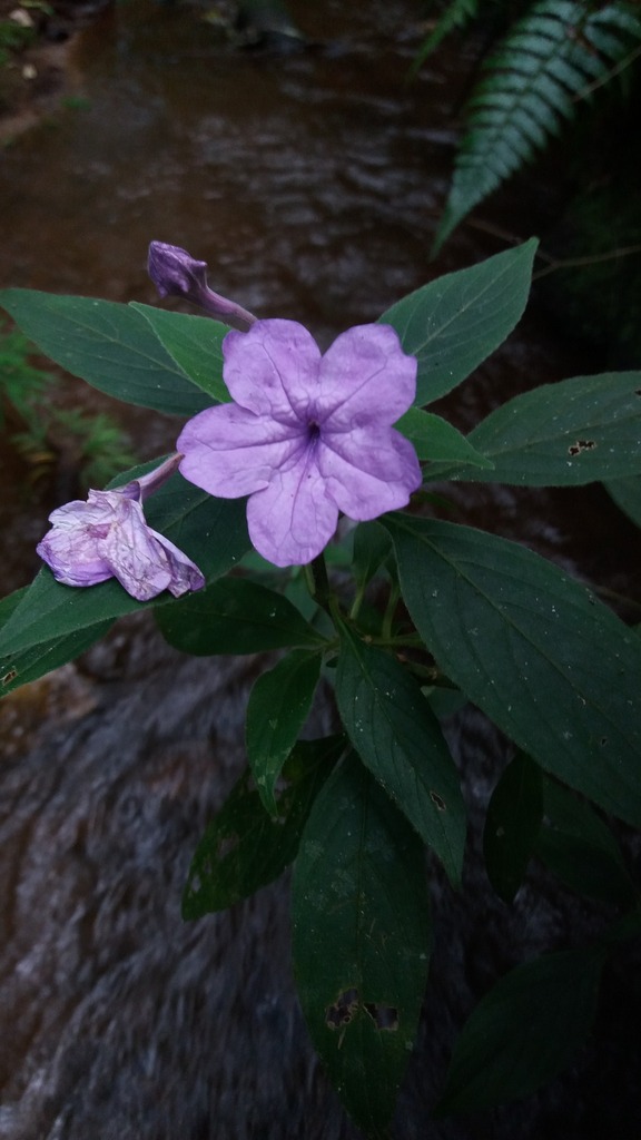 Ruellia jussieuoides — foto 2 de 2 da observação 146231575 no iNaturalist