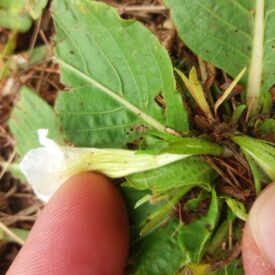 Ruellia morongii — foto 3 de 4 da observação 146231578 no iNaturalist