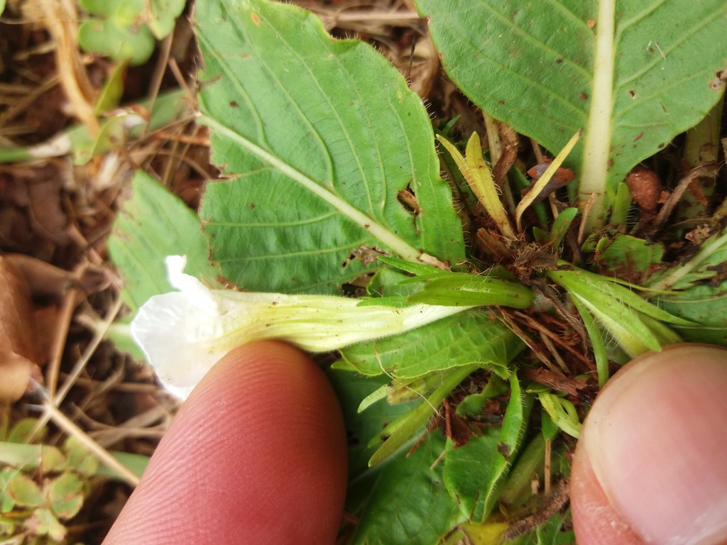 Ruellia morongii — foto 3 de 4 da observação 146231578 no iNaturalist