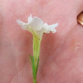 Ruellia morongii — foto 4 de 4 da observação 146231578 no iNaturalist