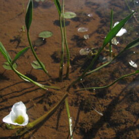 Sagittaria rhombifolia — foto 2 de 5 da observação 146231581 no iNaturalist