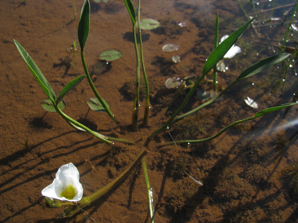 Sagittaria rhombifolia — foto 2 de 5 da observação 146231581 no iNaturalist