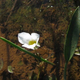 Sagittaria rhombifolia — foto 3 de 5 da observação 146231581 no iNaturalist