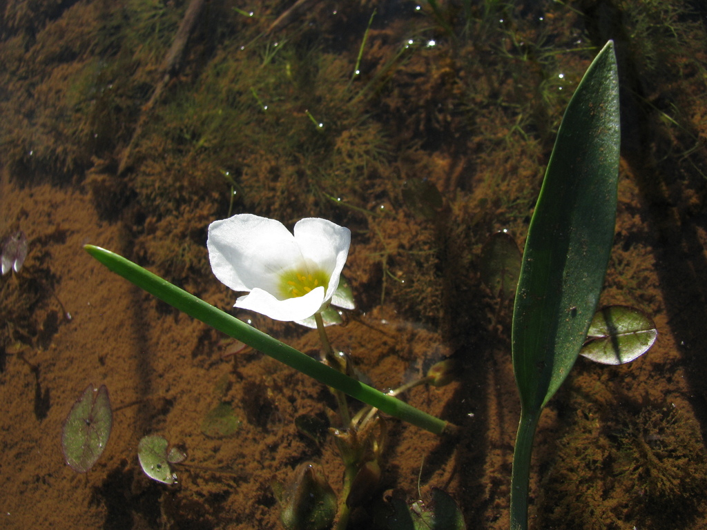 Sagittaria rhombifolia — foto 3 de 5 da observação 146231581 no iNaturalist