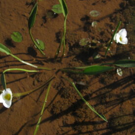 Sagittaria rhombifolia — foto 4 de 5 da observação 146231581 no iNaturalist