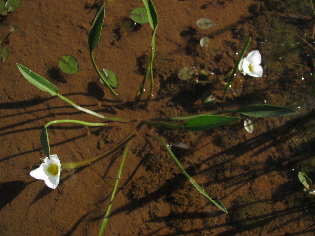 Sagittaria rhombifolia — foto 4 de 5 da observação 146231581 no iNaturalist