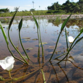 Sagittaria rhombifolia — foto 5 de 5 da observação 146231581 no iNaturalist