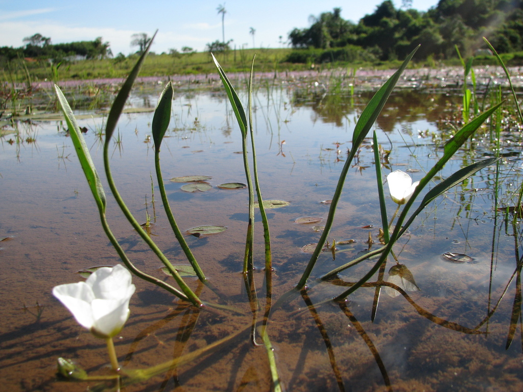 Sagittaria rhombifolia — foto 5 de 5 da observação 146231581 no iNaturalist