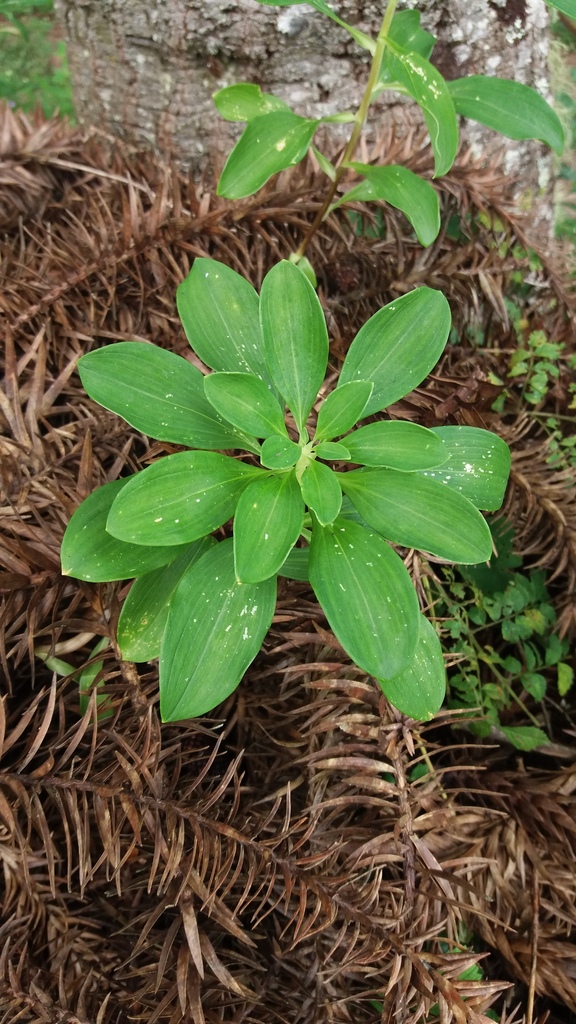Alstroemeria ochracea — foto 4 de 5 da observação 146231582 no iNaturalist