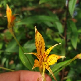 Alstroemeria ochracea — foto 2 de 5 da observação 146231582 no iNaturalist
