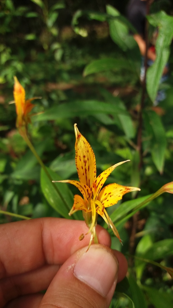 Alstroemeria ochracea — foto 2 de 5 da observação 146231582 no iNaturalist