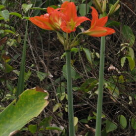 Hippeastrum blossfeldiae — foto 2 de 4 da observação 146231588 no iNaturalist