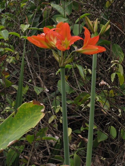 Hippeastrum blossfeldiae — foto 2 de 4 da observação 146231588 no iNaturalist