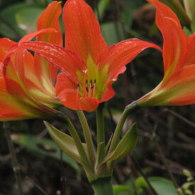 Hippeastrum blossfeldiae — foto 3 de 4 da observação 146231588 no iNaturalist