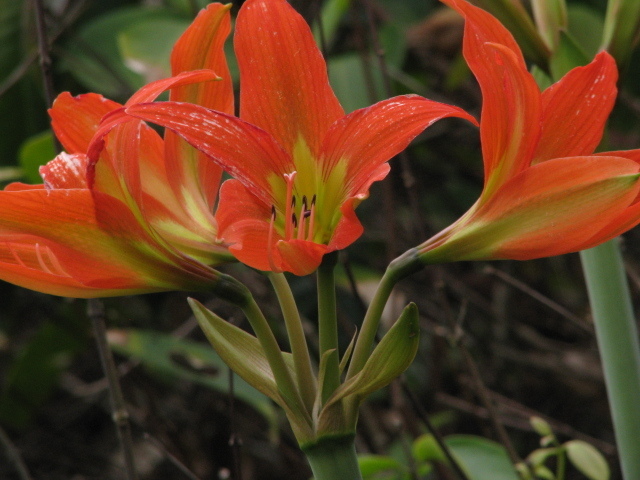 Hippeastrum blossfeldiae — foto 3 de 4 da observação 146231588 no iNaturalist
