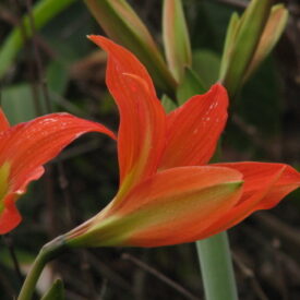 Hippeastrum blossfeldiae — foto 4 de 4 da observação 146231588 no iNaturalist