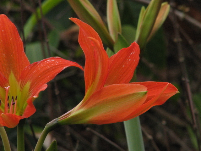 Hippeastrum blossfeldiae — foto 4 de 4 da observação 146231588 no iNaturalist