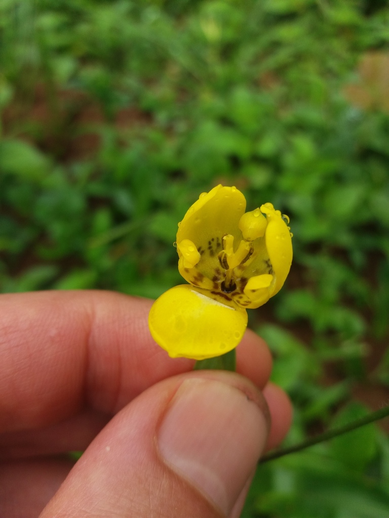 Trimezia martinicensis — foto 2 de 3 da observação 146231589 no iNaturalist